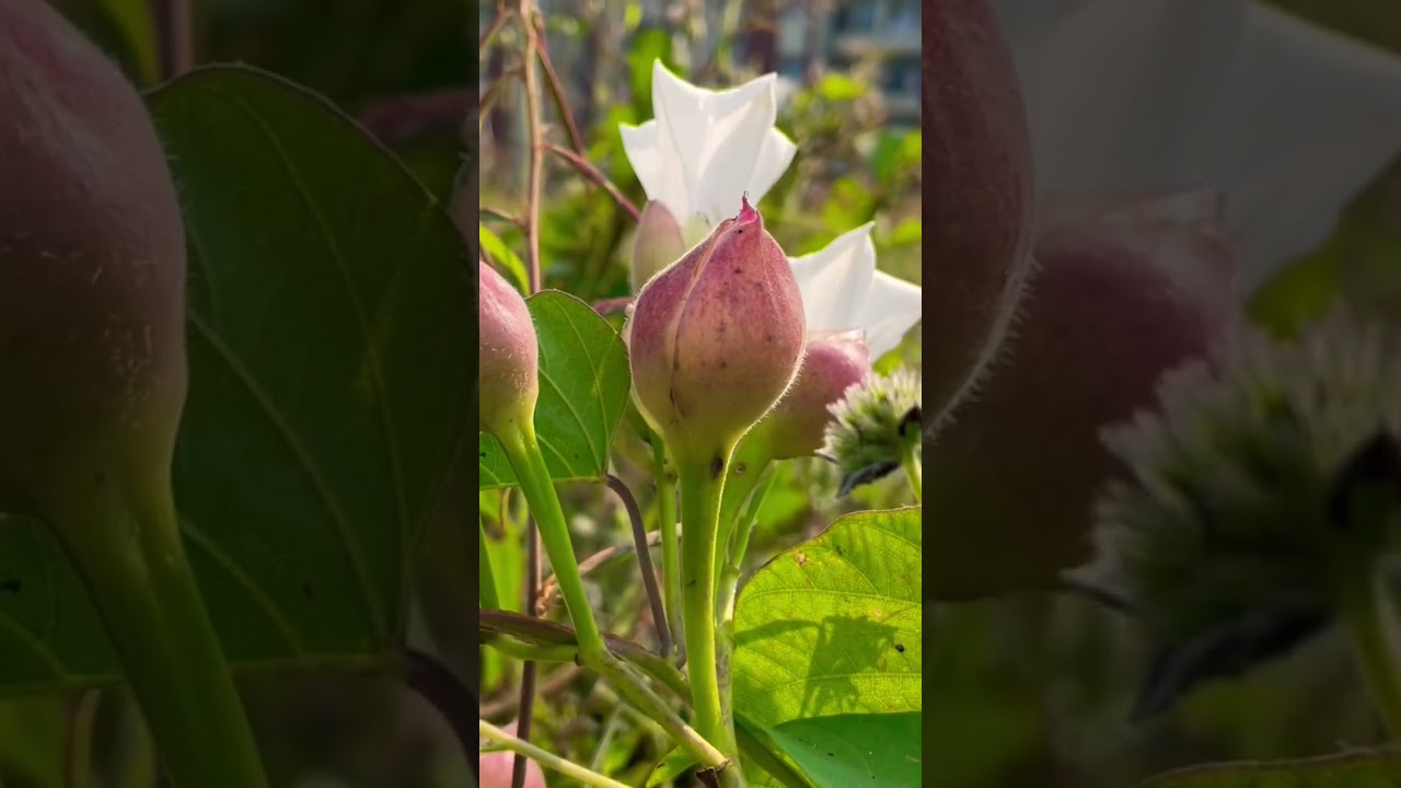 Operculina turpethum