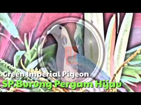  Suara  Pikat Burung  Pergam Hijau Mp3  YouTube