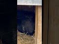 Porcupine Messingham Zoo 21/05/2026