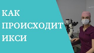 Как происходит ИКСИ