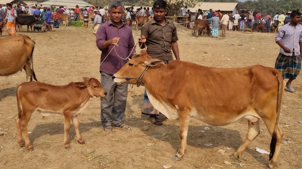 @আজ ৫মার্চ ২৬ | কুমিল্লার খামারি কিনছেন বাচ্চাসহ দেশাল ৫০-৯০ হাজারের মধ্যে গাভী গরুর দাম | দিনাজপুর 