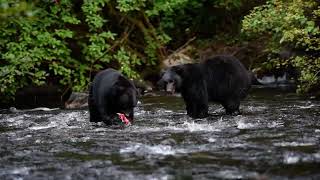 Black Bear Cub Fishing for Salmon