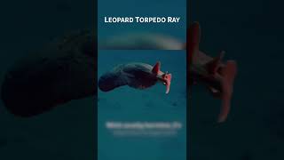 The Shocking Truth Behind the Leopard Torpedo