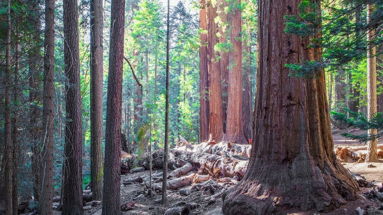 trail of the sequoias