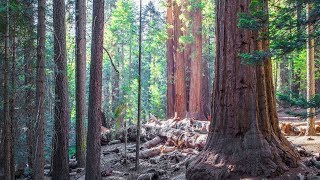 Trail of 100 Giants - Sequoia National Forest - Vacations 2018