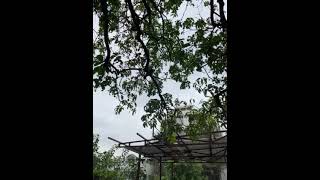 A Cat Meows On Seeing A Crow.