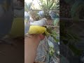 Cute Budgies Singing 'Not Like Us' & 'Die With A Smile' Poppy Playtime Chapter 4 ASMR #Shorts #ASMR