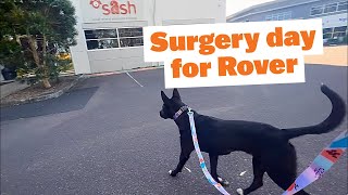 Surgery Day for Rover the Shelter Dog