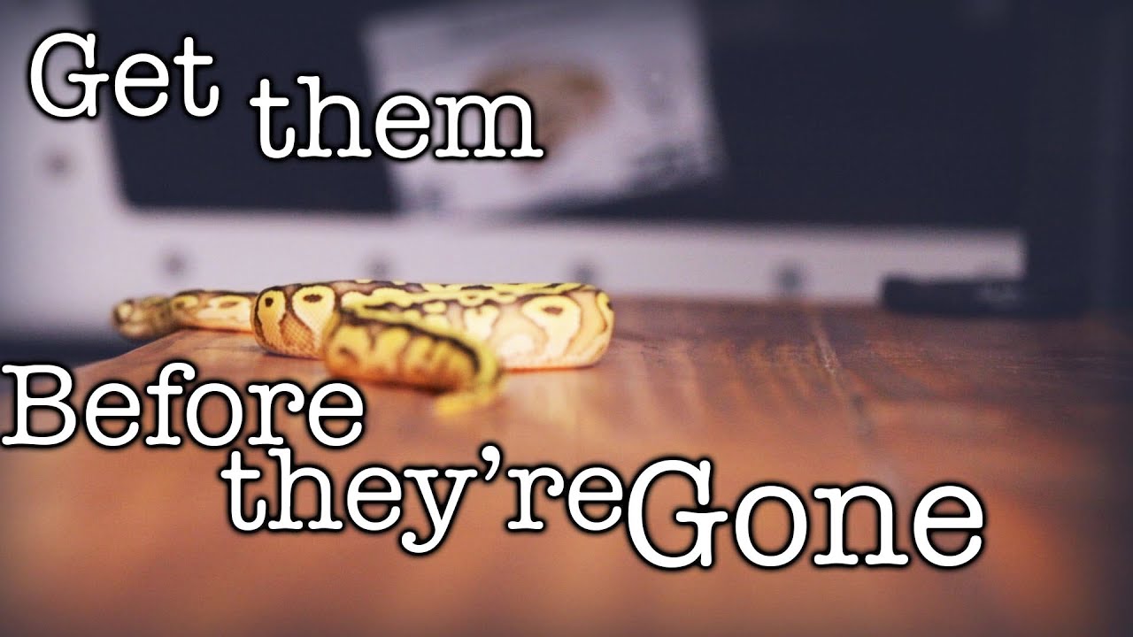 Most Affordable Snakes - YouTube