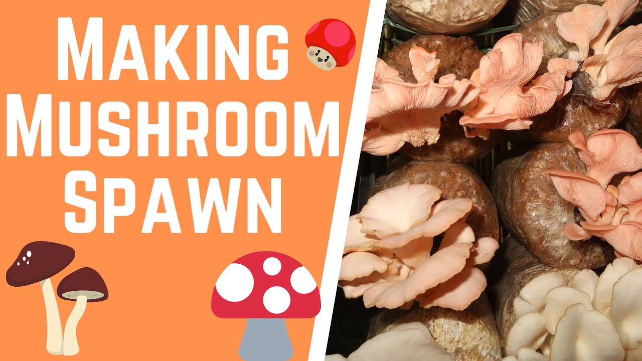 Making Mushroom Spawn | Paggawa ng Mushroom Spawn 
