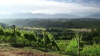 En el viñedo de Fillaboa - Todovino.com