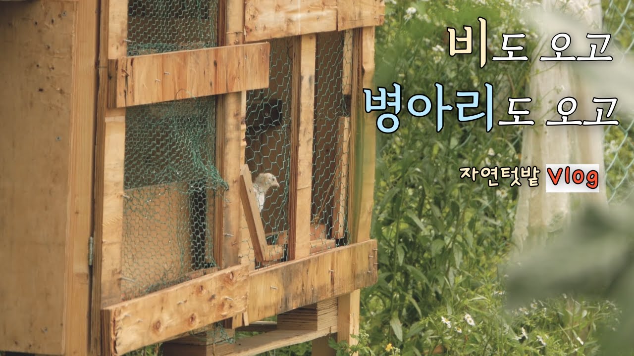 Июнь-3]Почему мы больше не выращиваем местных кур/Как защитить наши культуры от повышенной влажности