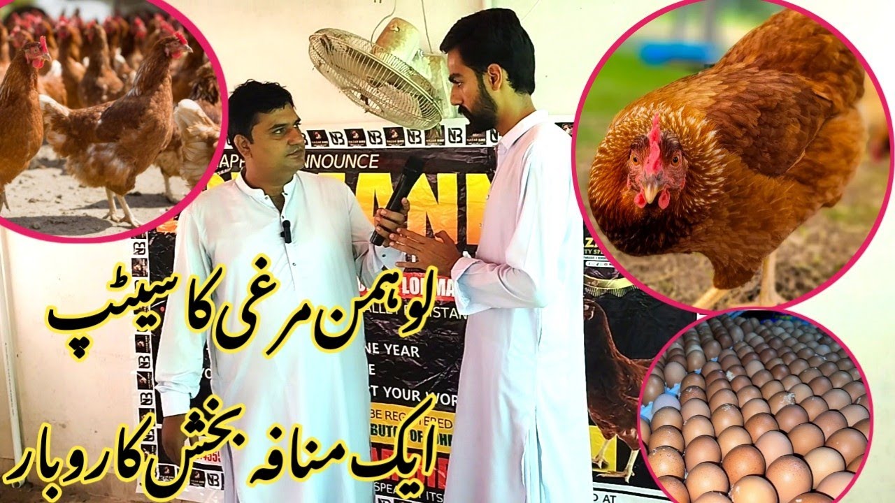 Lohmun Brown Hens Ka Setup Egges Dene Ki Machine Profitable Business Lohman Brown Chicken