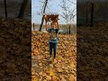 Poland 🇮🇩 /Krakow / Zakrzovek park