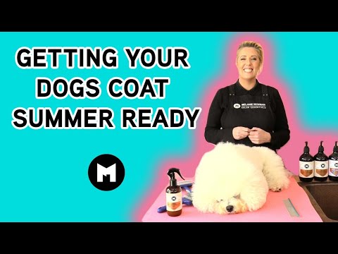 Getting your dogs coat summer ready.