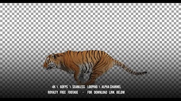 Tiger runs jumping. Animal isolated for your background. Alpha channel is included.