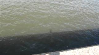 Flooding at the Paducah Flood Wall
