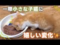 心配だった一番小さな子猫に、とても嬉しい変化がありました😭💖【保護猫活動】
