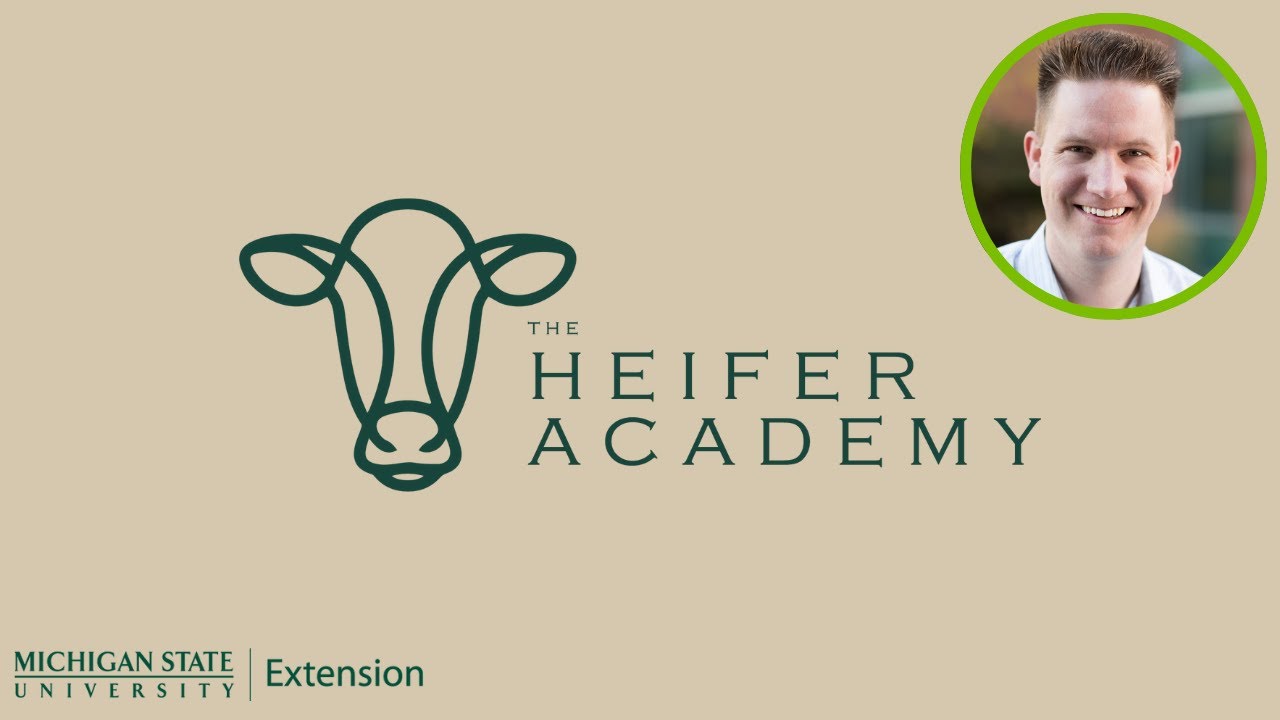 Stress management and rumen and hindgut acidosis in calves