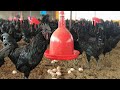 Profitable Kadaknath Poultry Farming & Egg Marketing