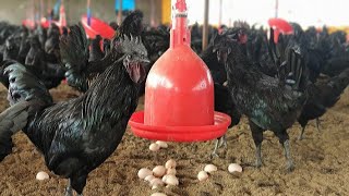 Profitable Kadaknath Poultry Farming & Egg Marketing