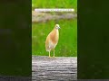 Have You Ever Seen A Squacco Heron Bird Heron Kruger Southafrica Have You Ever Seen A Squacco Heron Bird Heron Kruger Southafrica