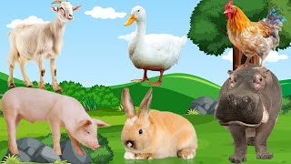 farm sounds | 30 animal sound : goat sound, duck sound, hippo sounds, chicken sounds, pig sounds