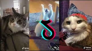 😹 funny cat tik toks 😹~ Funny cat tiktok compilation cats of tiktok