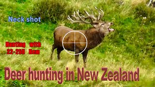 Fallow deer hunt, neck shot, 174 Meters with 22-250 in N.Z # 289