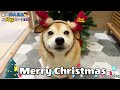 聖誕快樂!Merry Christmas!｜奈家生活日常｜【柴犬Nana(奈奈)和阿楞】