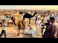 Biggest Camel Mandi Of Pakistan Asia