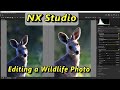 Nikon NX Studio Editing a Wildlife Photo