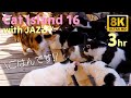 「猫島16 with JAZZ｜3時間の癒し映像 8K ULTRA HD」