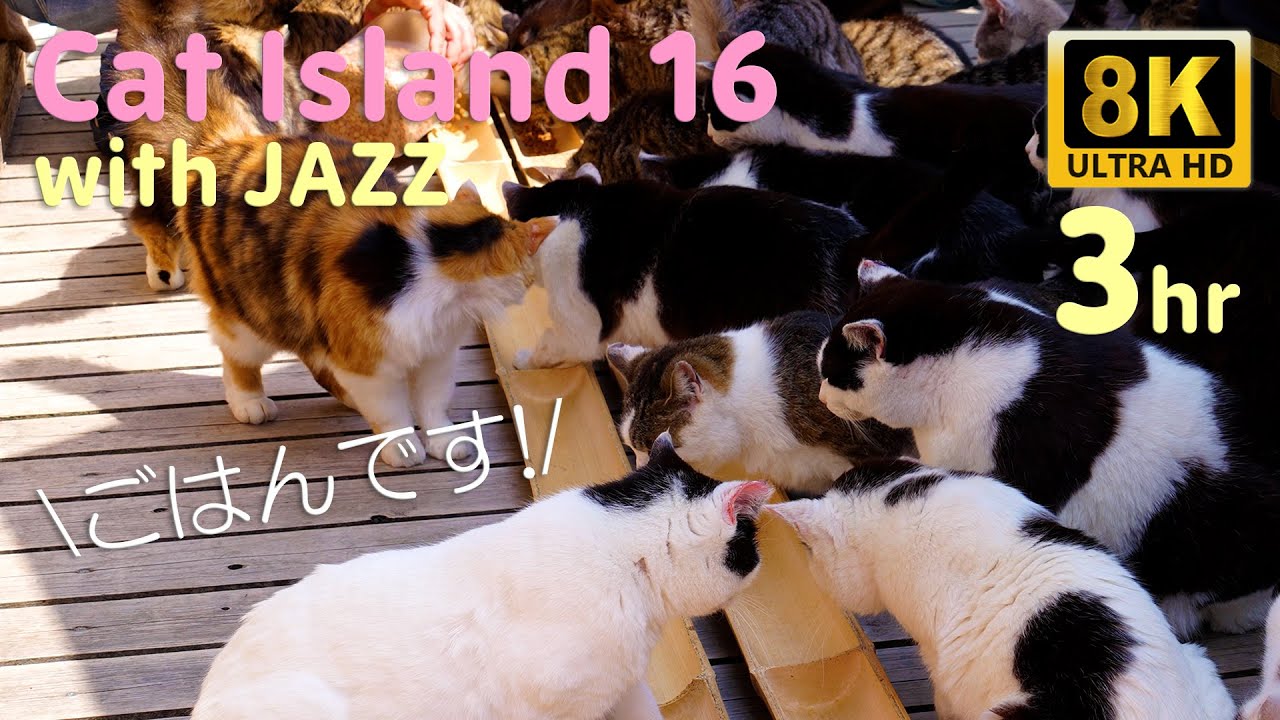 「猫島16 with JAZZ｜3時間の癒し映像 8K ULTRA HD」