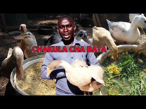 Video: Mbwa anaweza kuishi na aspergillus kwa muda gani?