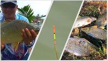 Câu Cá Chép Phao Bềnh Thụt Liên Tục l CẦN THỦ ĐẤT CẢNG