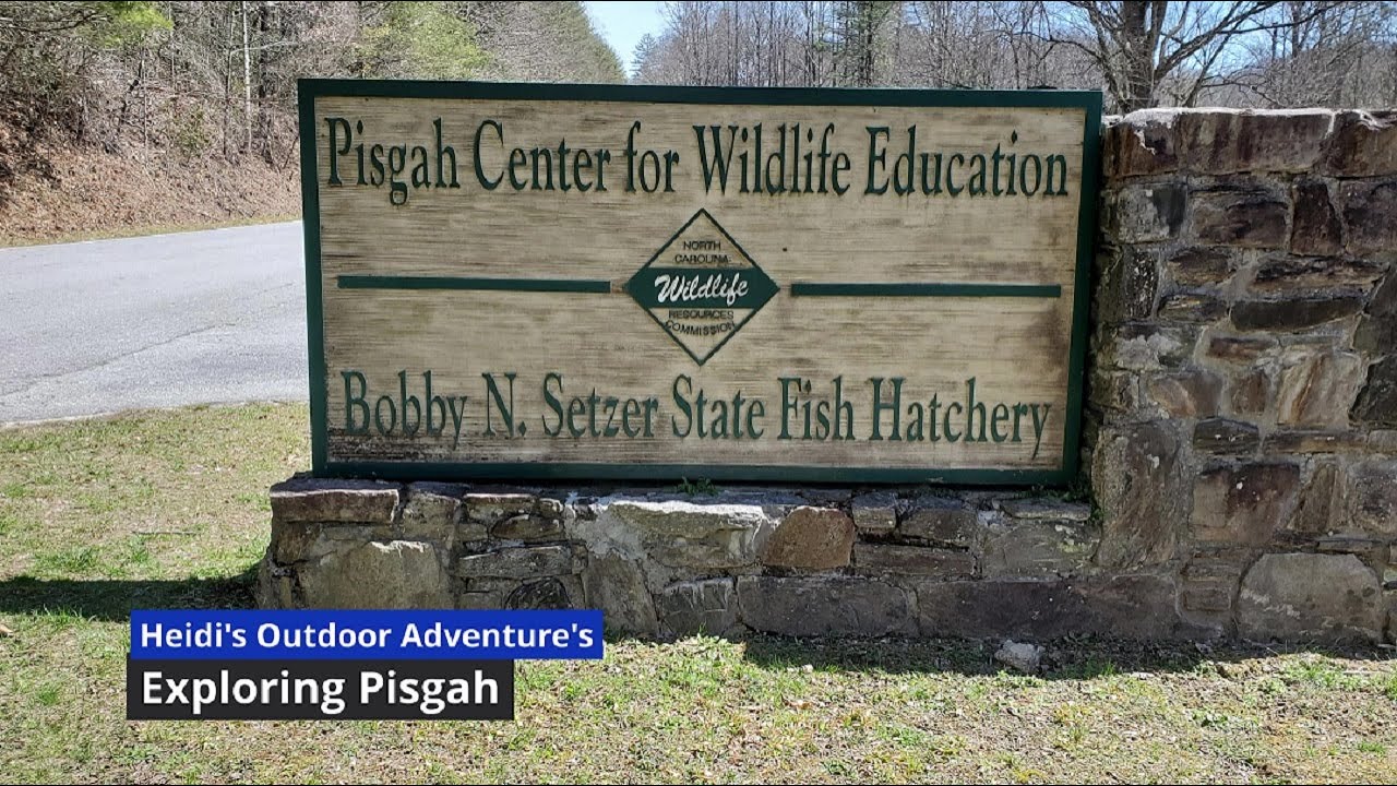 Exploring Pisgah Fish Hatchery and the Davidson River, Brevard NC. YouTube