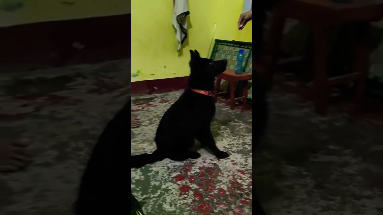 Black Pearl 🎥 German Shepherd 