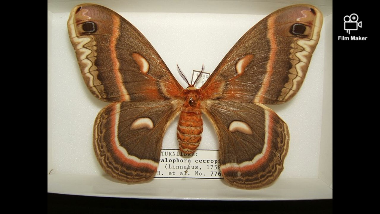 Cecropia Moth Sounds (Fictional)