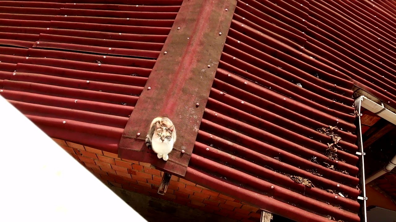fonomen kedi çatıda bize bakıyor