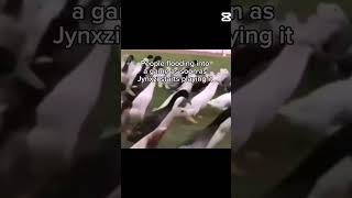 Prime jynxzi effect #foryou #r6 #funny #memes #rainbowsixsiegeclip