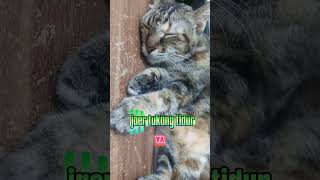 ini punya aku ya gaes #cat #kucinglucu #kucing #funny #funnycats #shorts #fyp #fypシ #viral #catlife