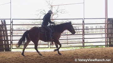 Colonel Peponita Flo - lope, stops! - ValleyViewRanch.net