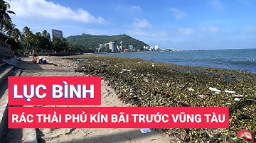 Lục bình, nệm cũ phủ kín Bãi Trước, Vũng Tàu