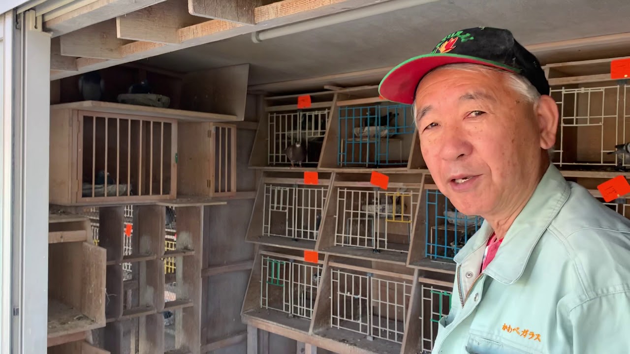 北海道ブロック連盟長河部鳩舎