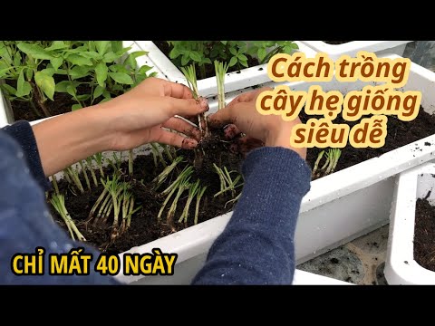 Tập Trồng Hẹ Từ Cây Giống | Cách thu hoạch, bảo quản & bí quyết để hẹ nở bụi