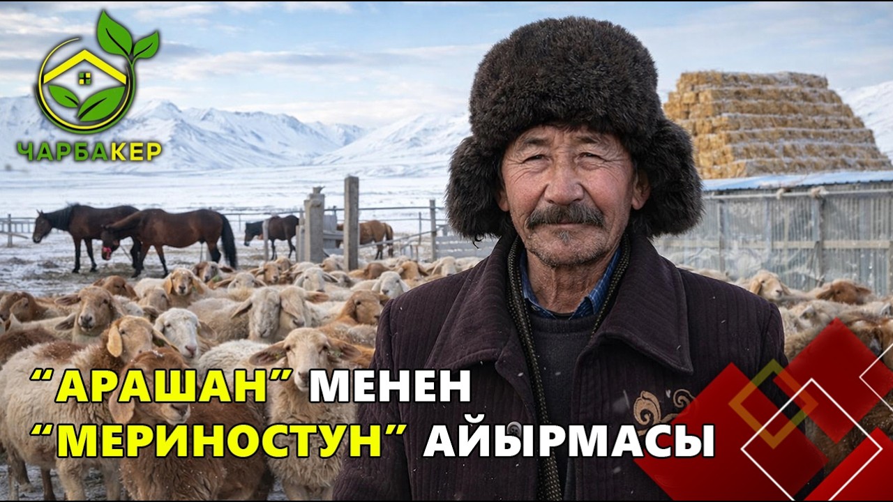 “Арашан” менен “Мериностун” айырмасы  // 