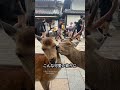 鹿さんは仲良しさん 奈良公園最強の無敵のアイドル