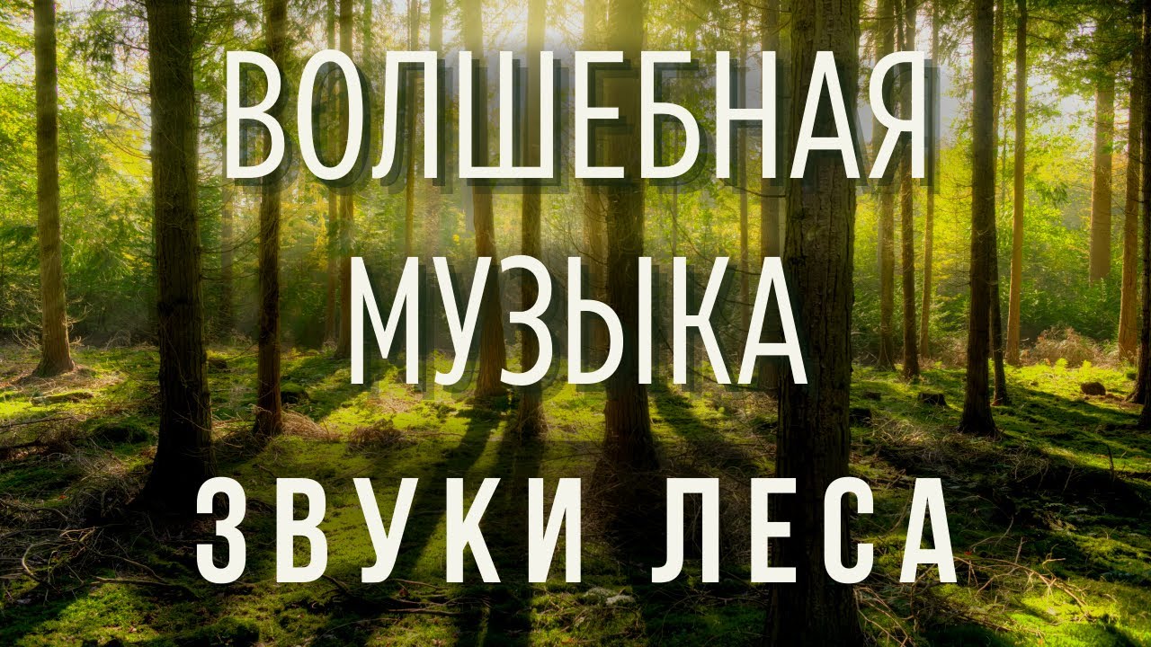 Звуки леса. Потрясающая нежная музыка для медитации