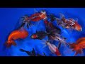 Extra Large Mixed Premium Fancy Goldfish from Blue Ridge Koi